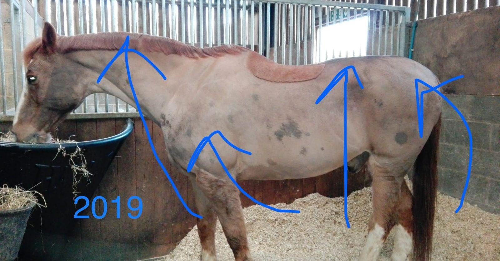 Our client's horse in 2019